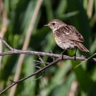 Schwarzkehlchen (Henne) (Saxicola torquata)_II