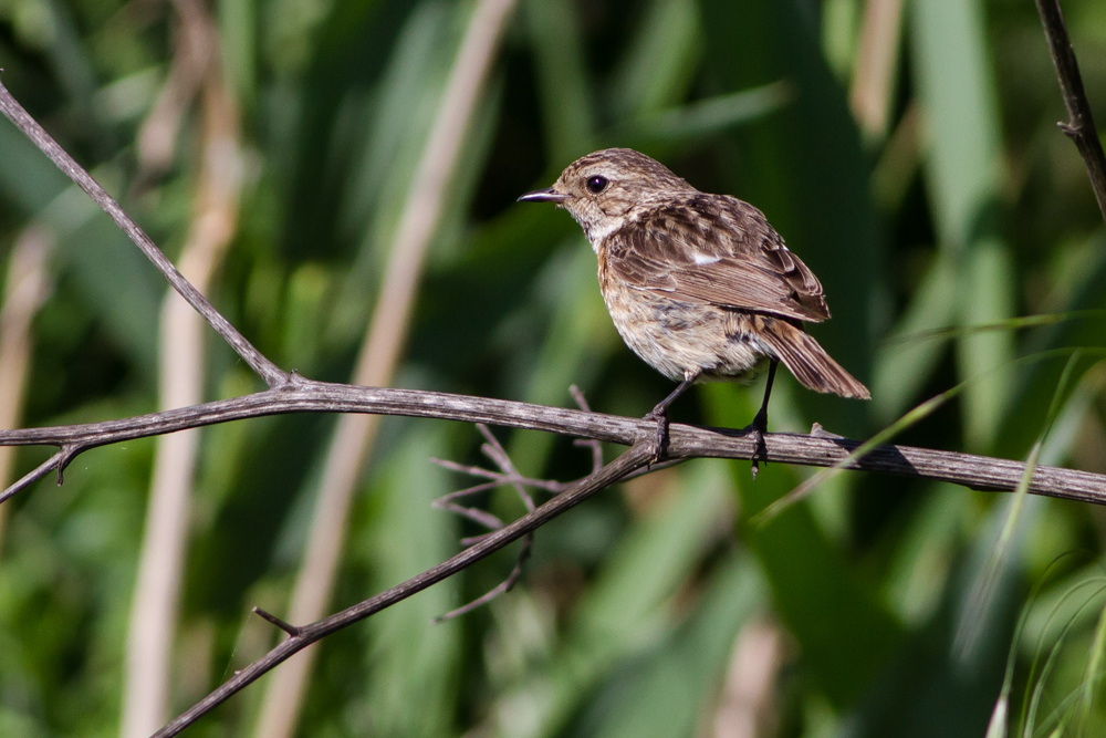 Schwarzkehlchen (Henne) (Saxicola torquata)_II