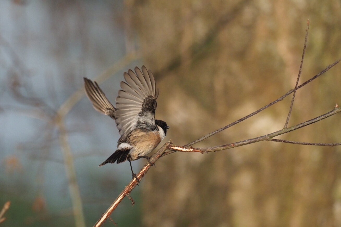 Schwarzkehlchen im Abflug