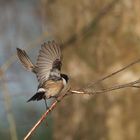 Schwarzkehlchen im Abflug