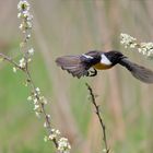 Schwarzkehlchen im Flug | Saxicola rubicola