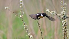 Schwarzkehlchen im Flug | Saxicola rubicola