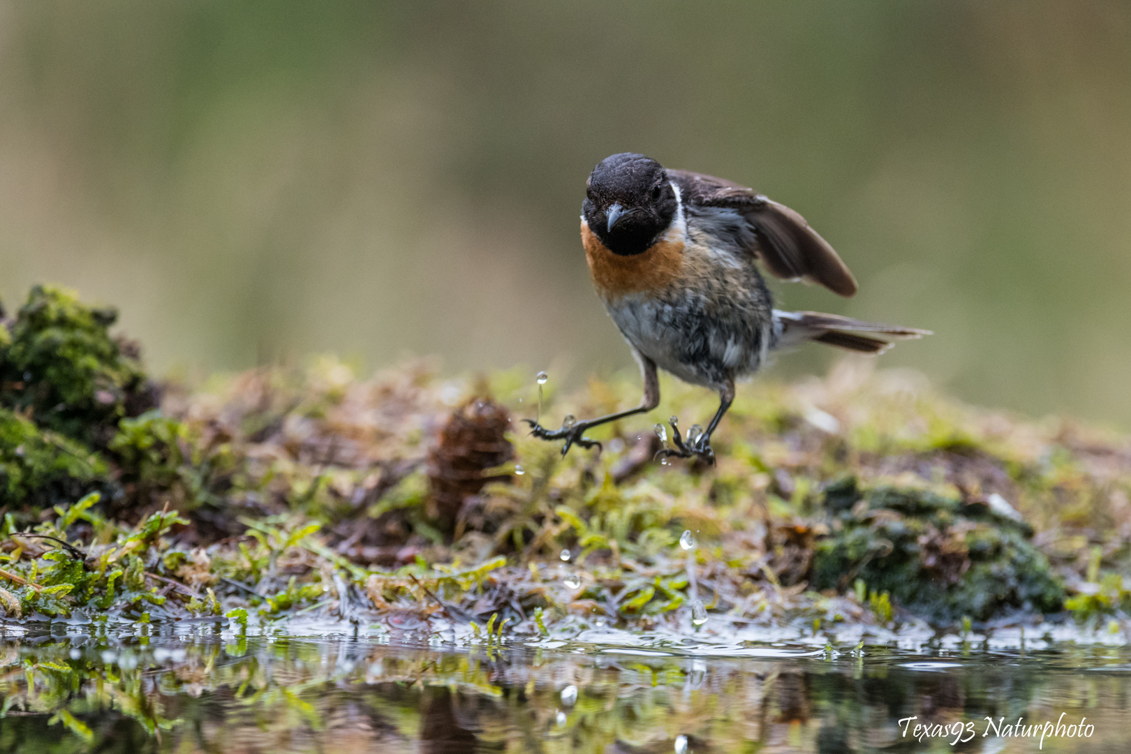 Schwarzkehlchen im Landeanflug