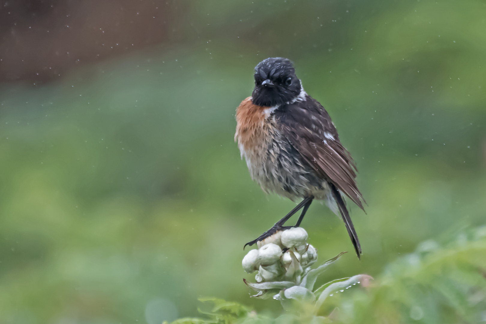 Schwarzkehlchen im Nieselregen