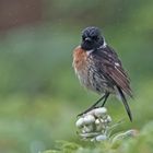 Schwarzkehlchen im Nieselregen