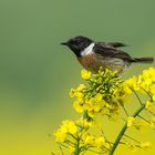 Schwarzkehlchen im Raps