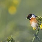 Schwarzkehlchen im Rapsfeld