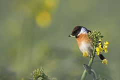 Schwarzkehlchen im Rapsfeld