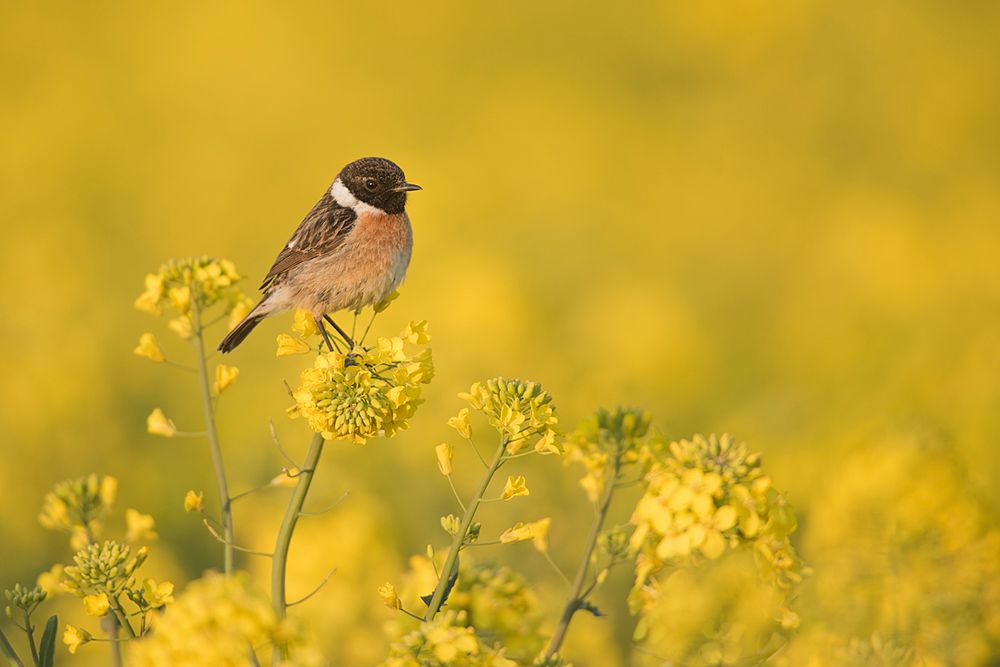 Schwarzkehlchen im Rapsfeld