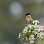 Schwarzkehlchen im Regen