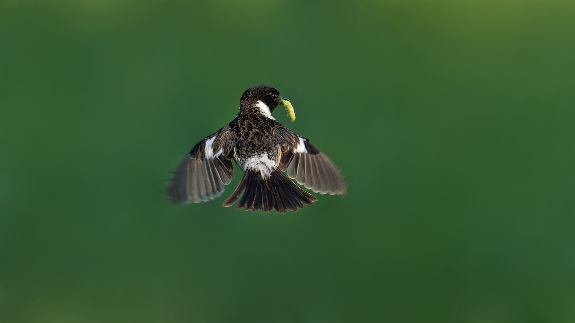 Schwarzkehlchen im Rüttelflug