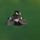 Schwarzkehlchen im Rüttelflug