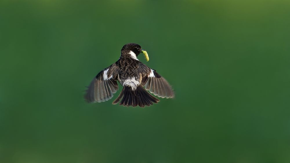 Schwarzkehlchen im Rüttelflug