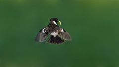 Schwarzkehlchen im Rüttelflug