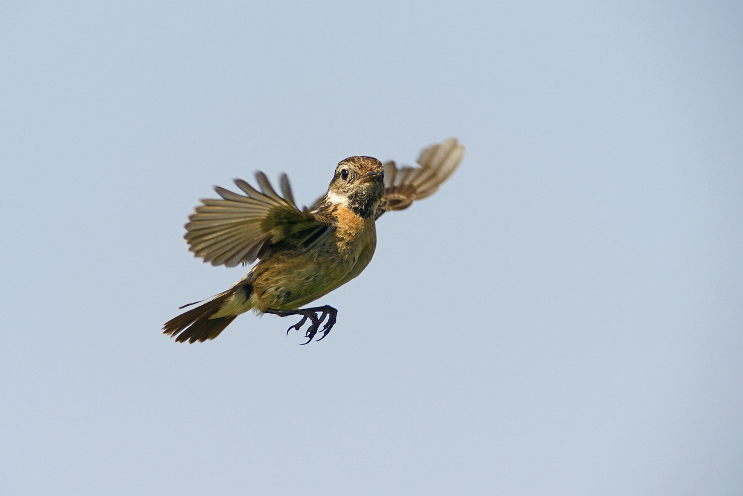 Schwarzkehlchen im Rüttelflug