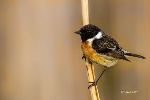 Schwarzkehlchen im Schilf