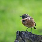 Schwarzkehlchen im Wind