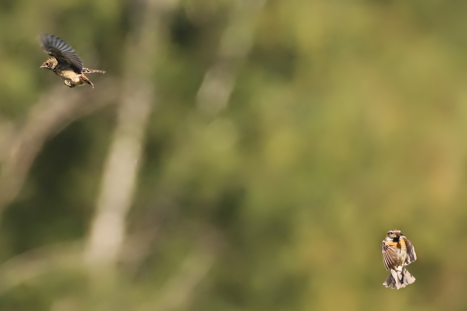 Schwarzkehlchen in Flug (2020_06_21_0292_ji)