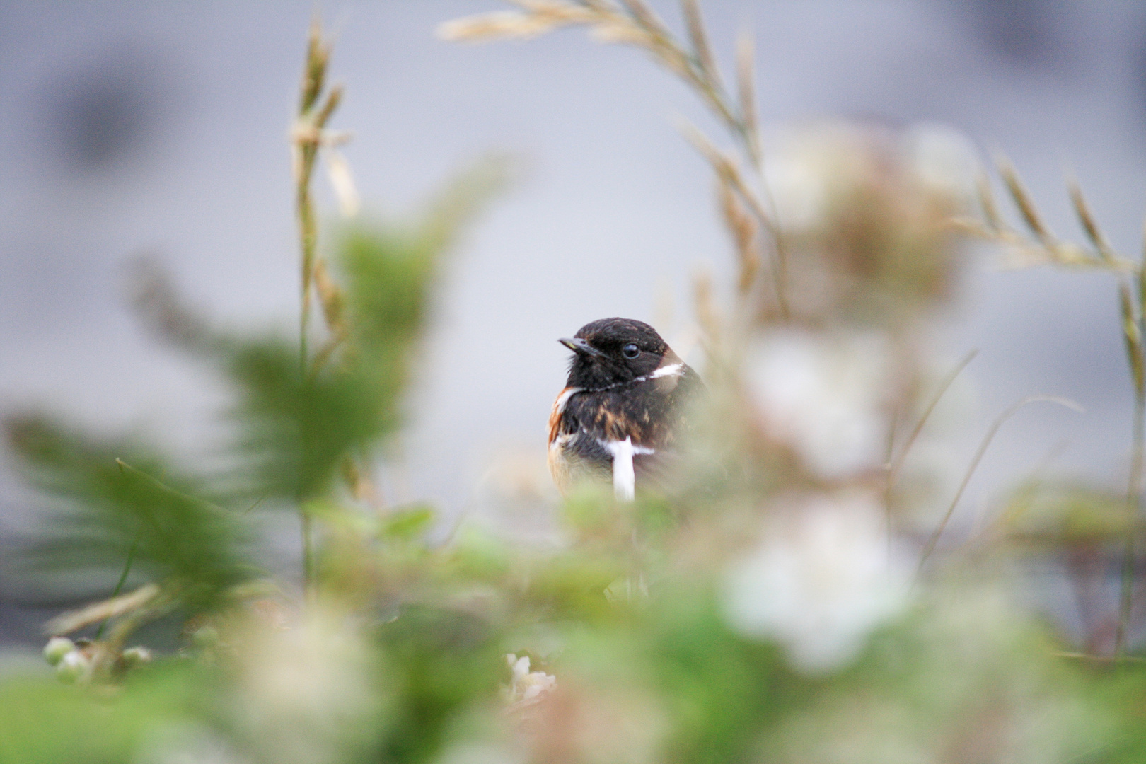 Schwarzkehlchen in Irland