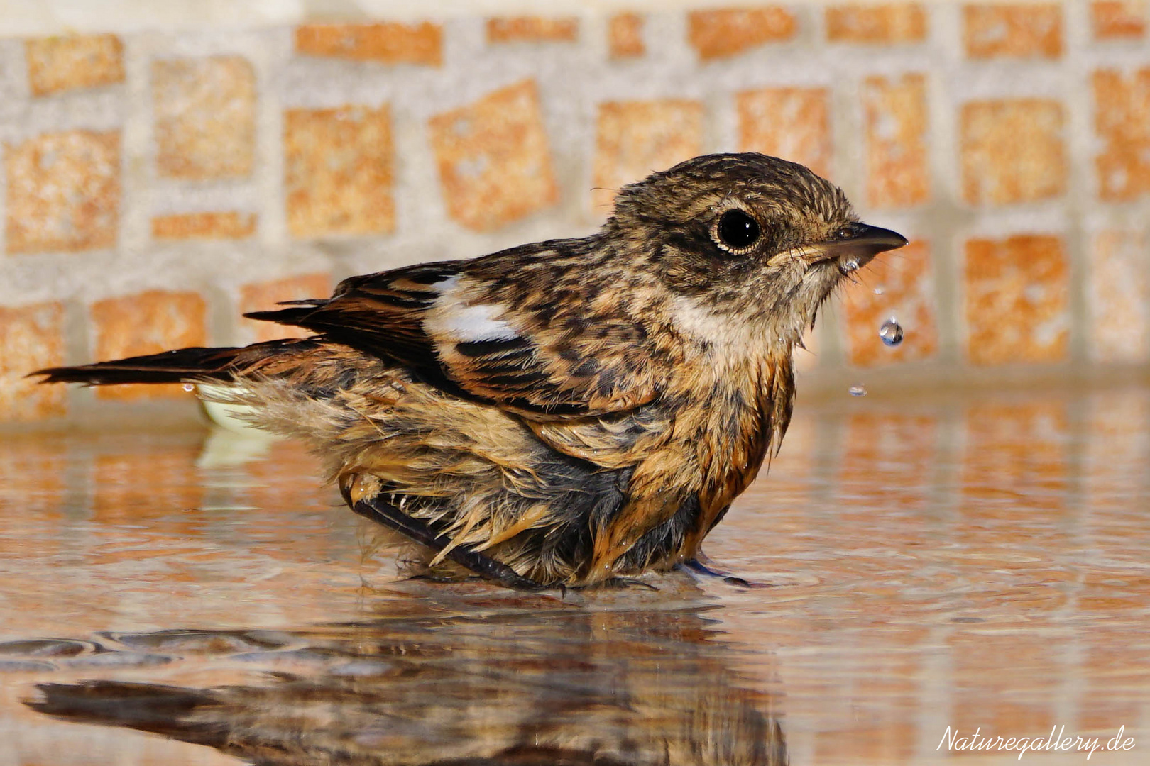 Schwarzkehlchen Junges beim Baden