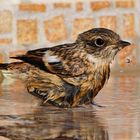 Schwarzkehlchen Junges beim Baden