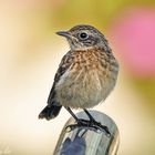 Schwarzkehlchen Jungvogel