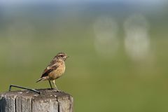 Schwarzkehlchen - Jungvogel