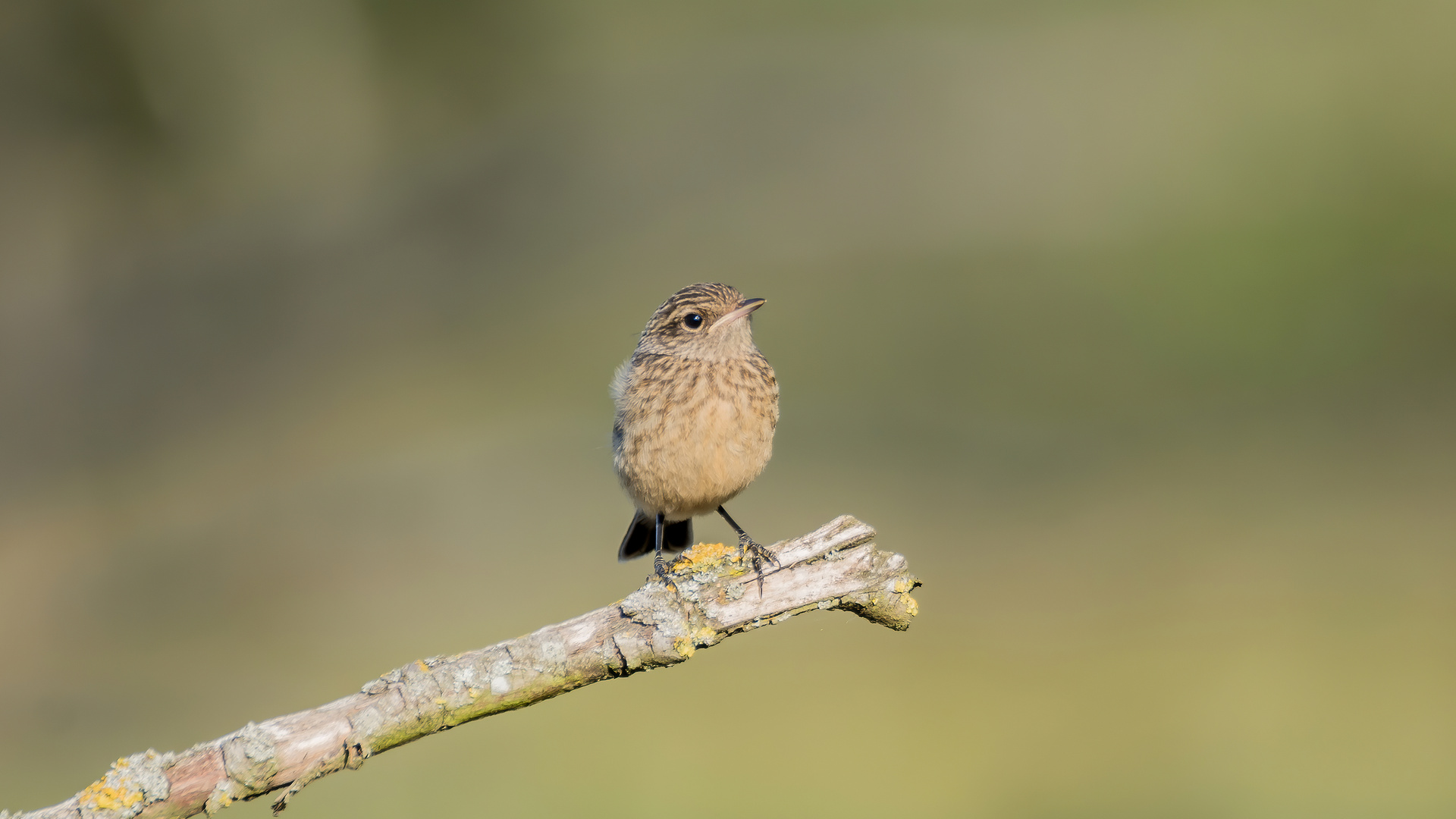 Schwarzkehlchen Jungvogel