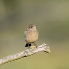 Schwarzkehlchen Jungvogel