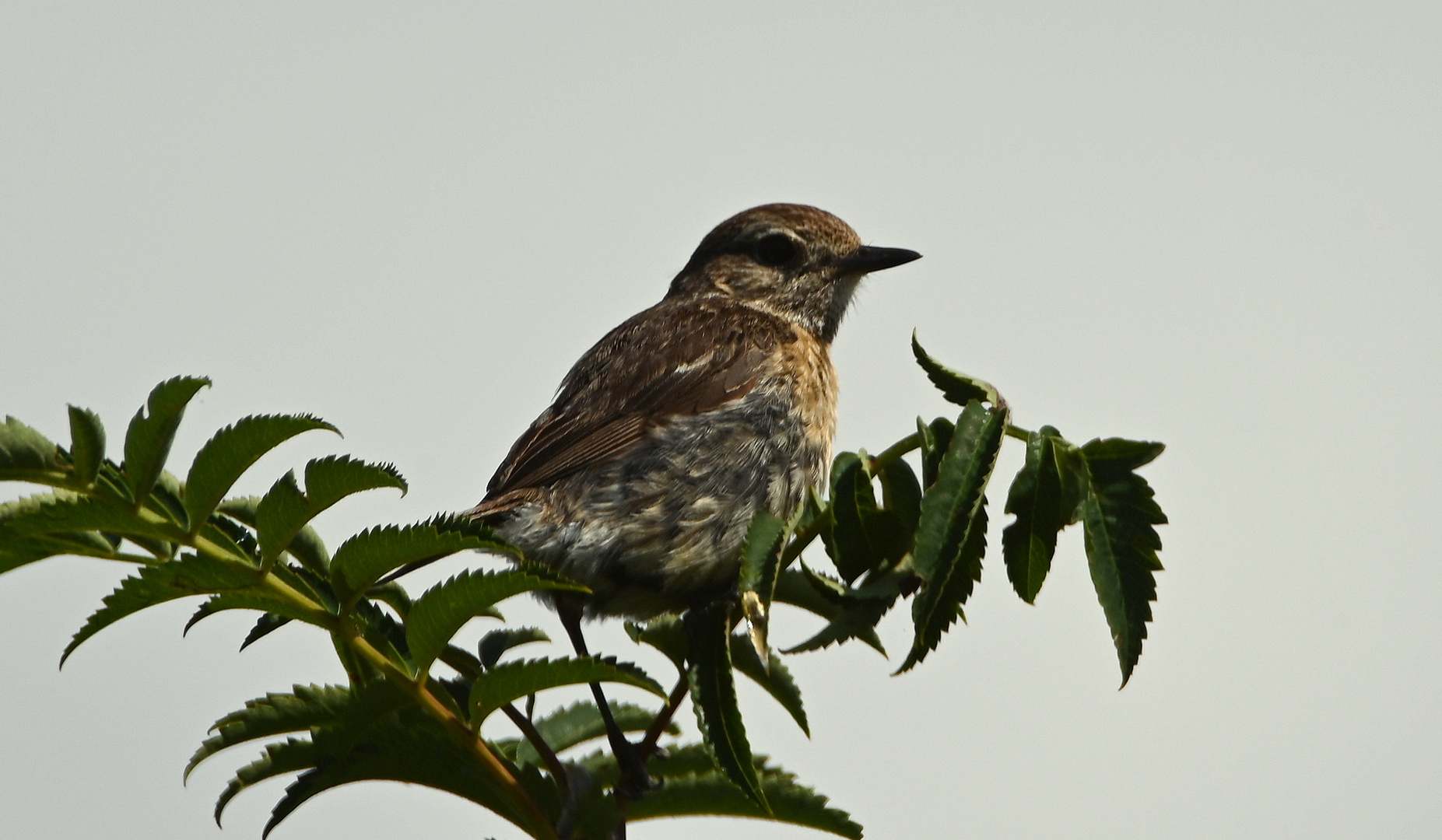 Schwarzkehlchen (Jungvogel)