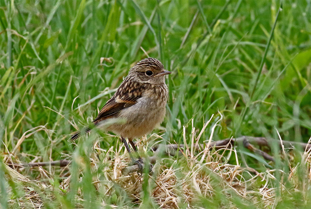 Schwarzkehlchen Jungvogel