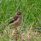 Schwarzkehlchen Jungvogel