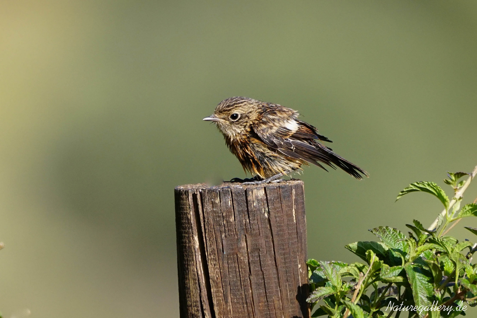 Schwarzkehlchen Jungvogel... tropfnass