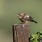 Schwarzkehlchen Jungvogel... tropfnass