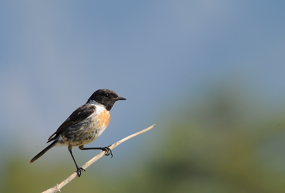 Schwarzkehlchen M.( Saxicola torquatus)