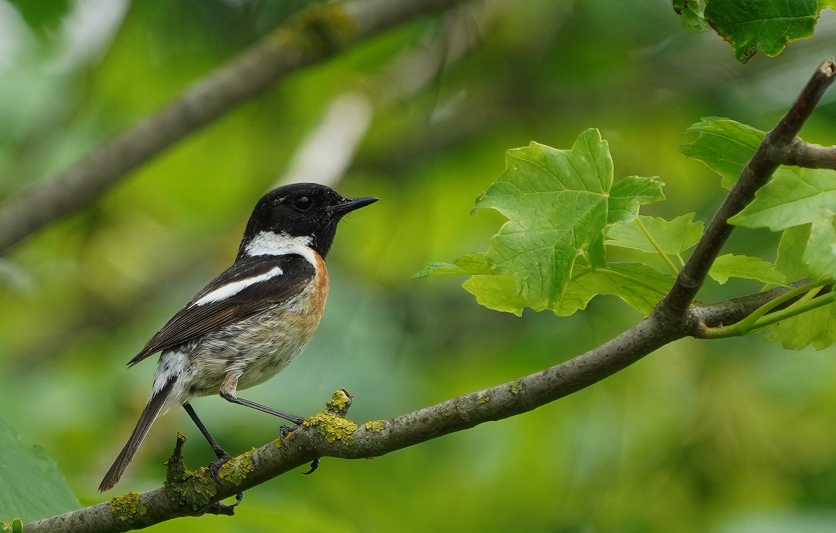 Schwarzkehlchen Männchen.