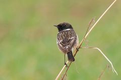 Schwarzkehlchen, Männchen