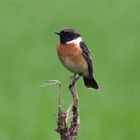 Schwarzkehlchen, Männchen, Saxicola rubicola - endlich wieder da! Doku