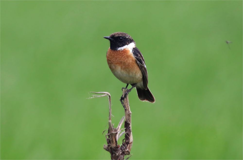 Schwarzkehlchen, Männchen, Saxicola rubicola - endlich wieder da! Doku