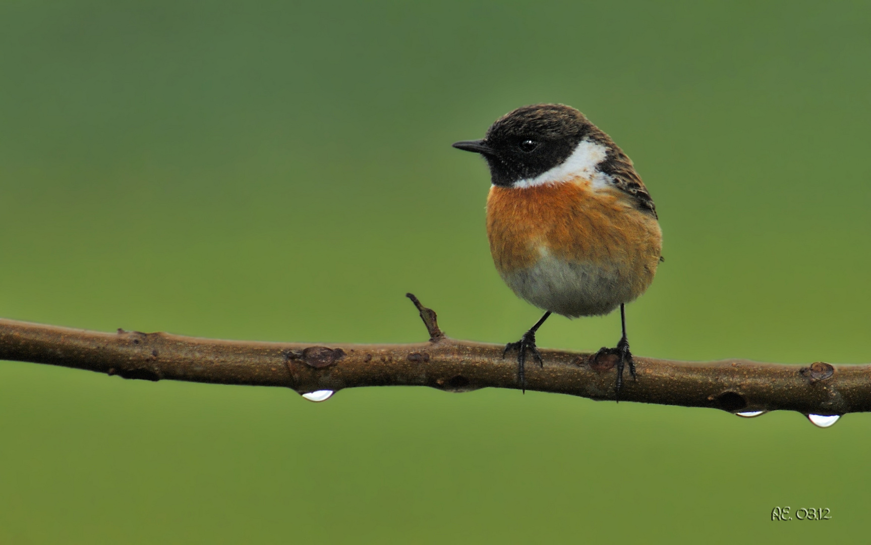 Schwarzkehlchen (männl.) Saxicola torquata )