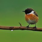 Schwarzkehlchen (männl.) Saxicola torquata )