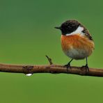 Schwarzkehlchen (männl.) Saxicola torquata )