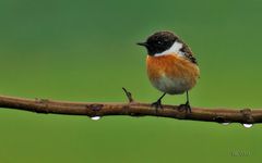 Schwarzkehlchen (männl.) Saxicola torquata )