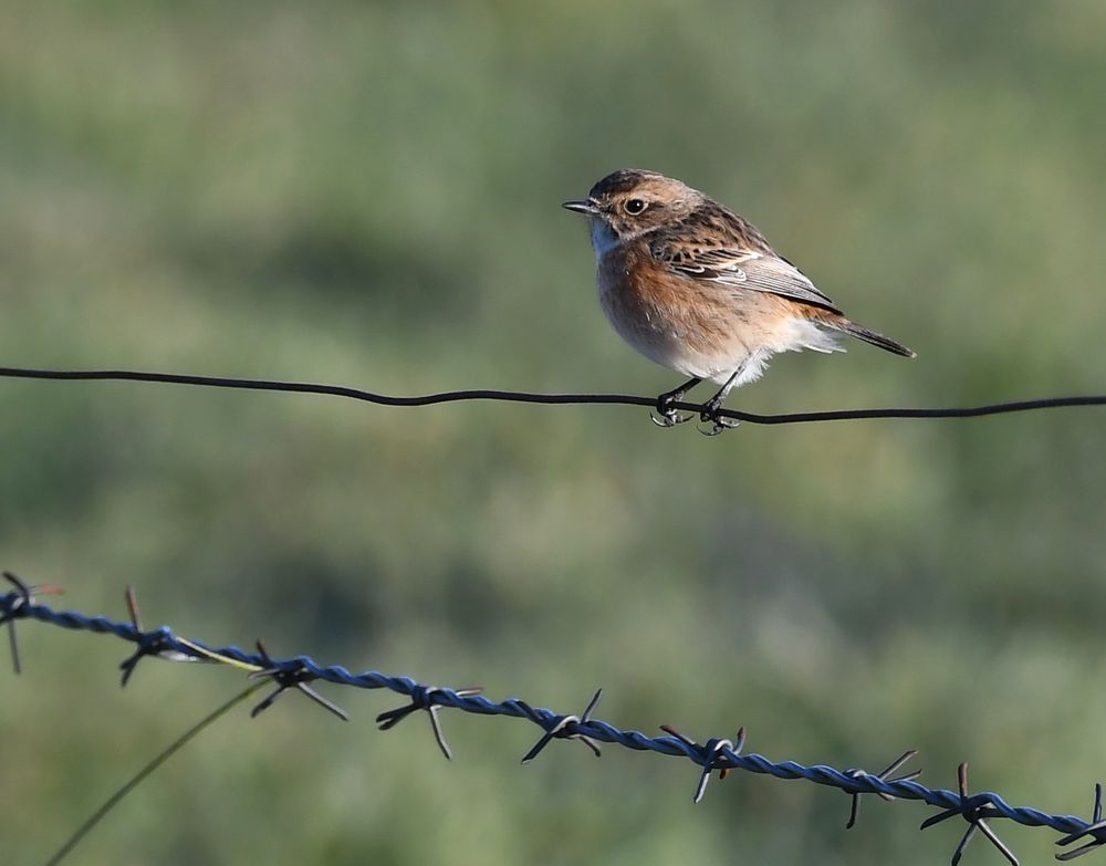 Schwarzkehlchen Melle 2018 UHS_9598