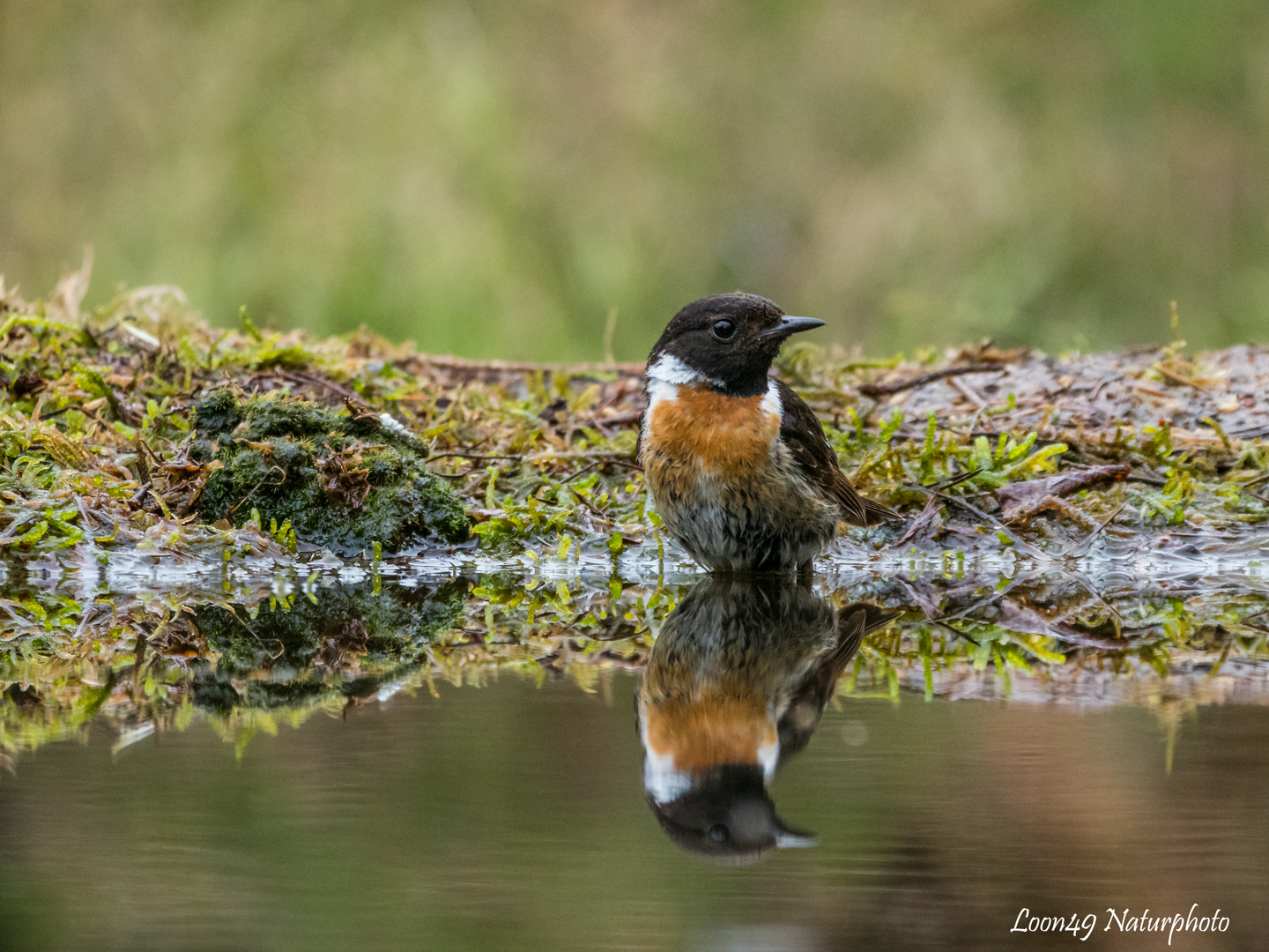 Schwarzkehlchen mit Spiegelbild