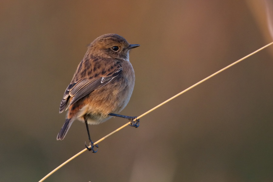 Schwarzkehlchen ( Saxicola rubicola )