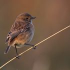 Schwarzkehlchen ( Saxicola rubicola )