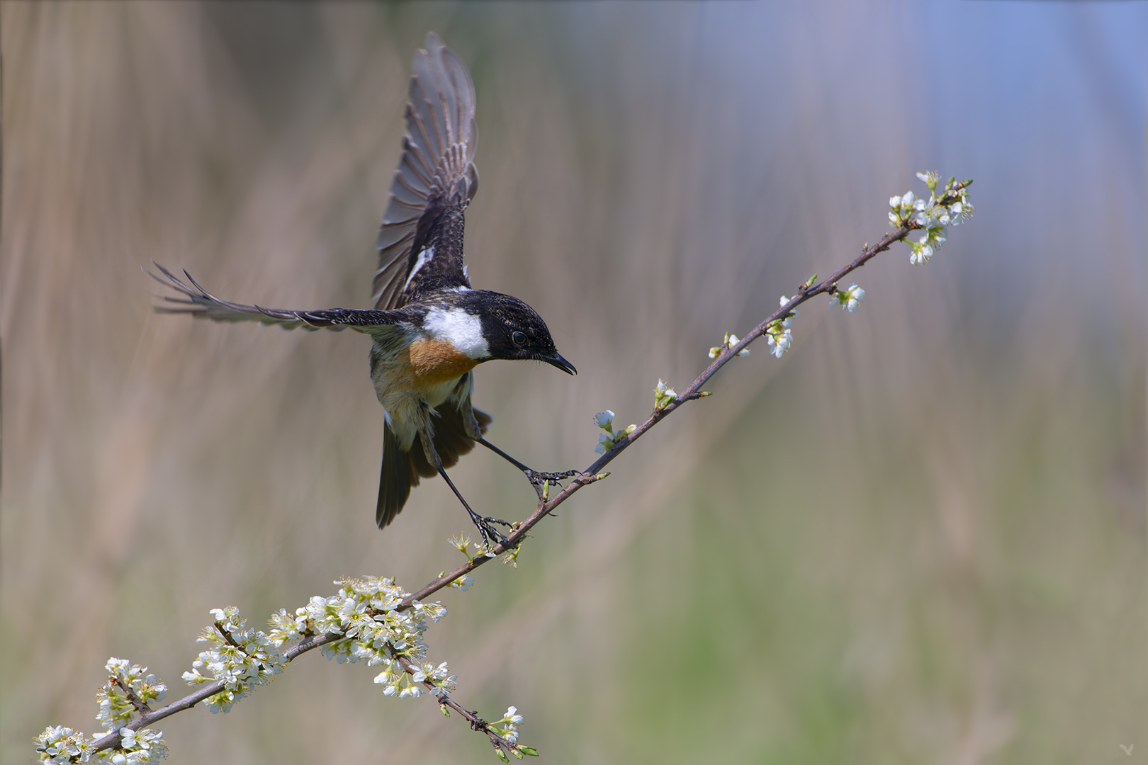 Schwarzkehlchen | Saxicola rubicola