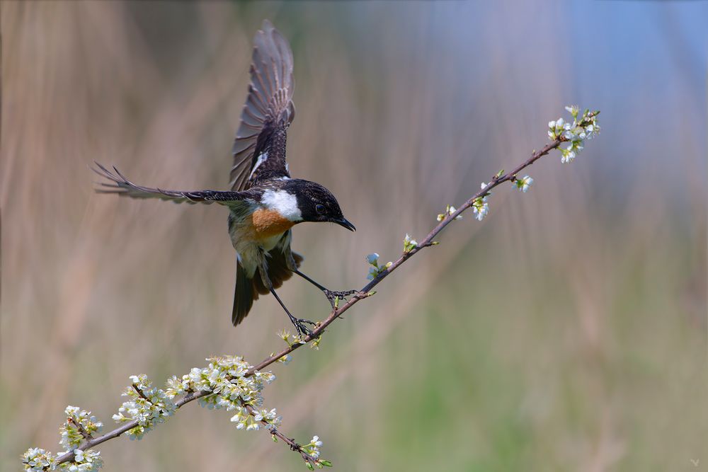 Schwarzkehlchen | Saxicola rubicola