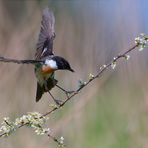 Schwarzkehlchen | Saxicola rubicola